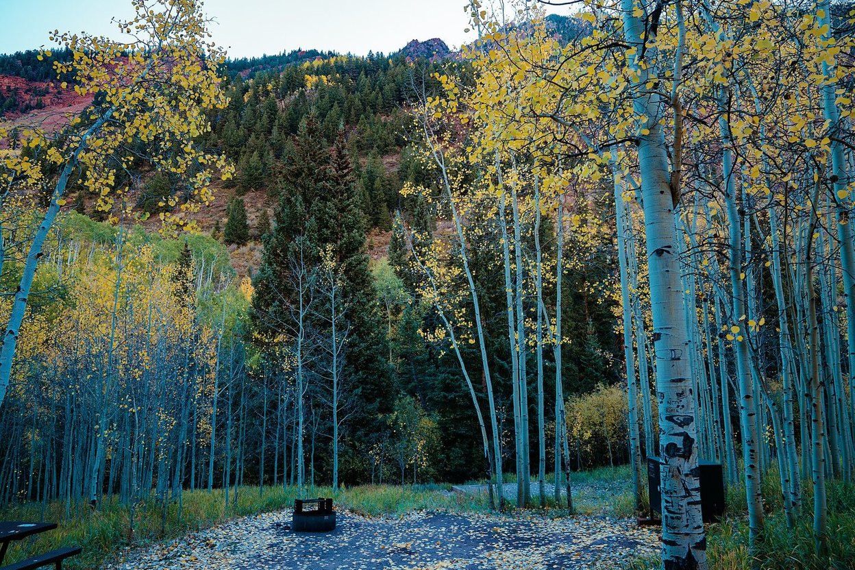 Tents at an autumn campground among golden aspens in the mountains