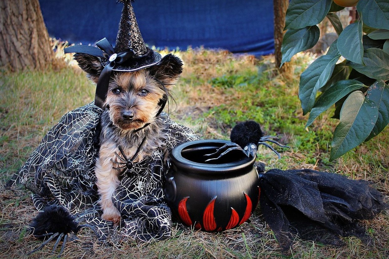 A dog in a festive bandana standing on a campground path during a Halloween costume parade, with campers watching nearby.